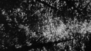 Zasłona do filmu "Blair Witch Project" #697472