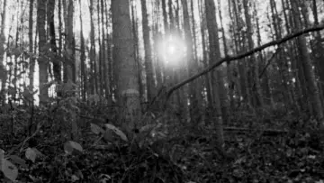 Zasłona do filmu "Blair Witch Project" #697476