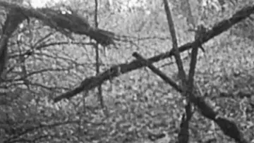 Zasłona do filmu "Blair Witch Project" #841678