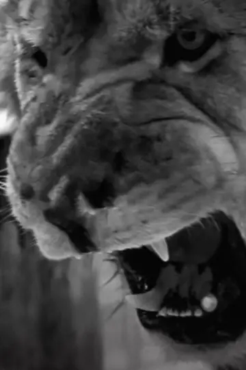 Plakat do filmu "Roar" #465843