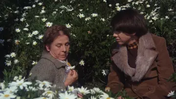 Zasłona do filmu "Harold i Maude" #206189