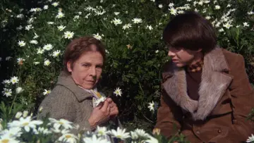 Zasłona do filmu "Harold i Maude" #378349