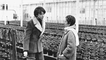 Zasłona do filmu "Harold i Maude" #985904