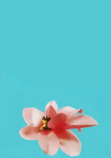 Plakat do filmu "Magnolia" #670197