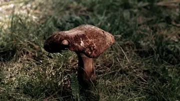 Zasłona do filmu "Duch roju" #1400540