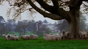 Zasłona do filmu "Rozważna i romantyczna" #847194