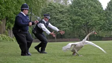 Zasłona do filmu "Hot Fuzz - Ostre Psy" #1627045