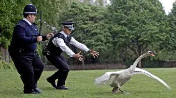 Zasłona do filmu "Hot Fuzz - Ostre Psy" #208041