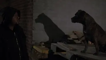 Zasłona do filmu "Ghost Dog: Droga samuraja" #883858