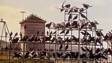 Zasłona do filmu "Ptaki" #789331