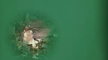 Zasłona do filmu "Królewna w oślej skórze" #812111