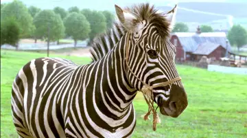 Zasłona do filmu "Zebra z klasą" #500771