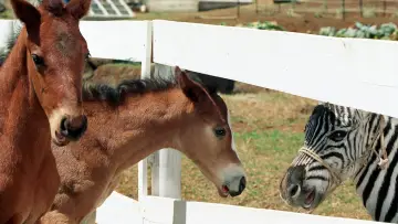 Zasłona do filmu "Zebra z klasą" #500773
