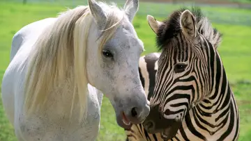 Zasłona do filmu "Zebra z klasą" #500775