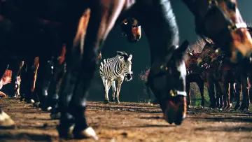 Zasłona do filmu "Zebra z klasą" #500776