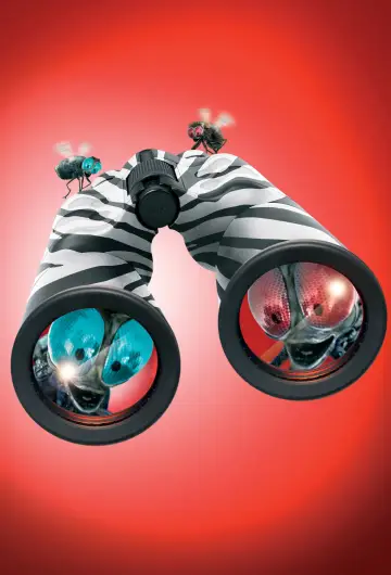 Zebra z klasą