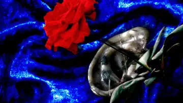 Zasłona do filmu "Blue Velvet" #454300