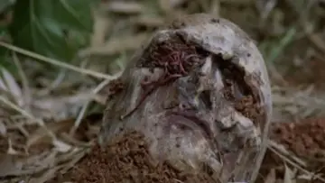 Zasłona do filmu "Zombie pożeracze mięsa" #273790