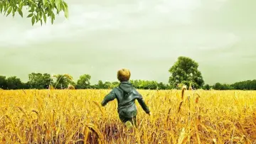 Zasłona do filmu "Świetliki w ogrodzie" #420595