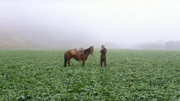 Zasłona do filmu "Aż poleje się krew" #624091