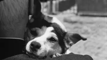 Zasłona do filmu "Umberto D." #752721