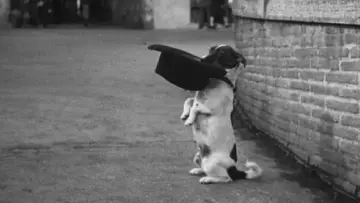 Zasłona do filmu "Umberto D." #752723