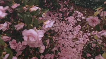 Zasłona do filmu "Powrót do Howards End" #892216