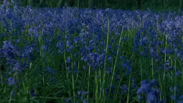 Zasłona do filmu "Powrót do Howards End" #892219