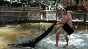 Zasłona do filmu "Jackass świry w akcji" #888028
