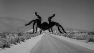 Zasłona do filmu "Tarantula" #721405
