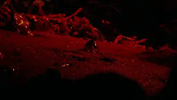 Zasłona do filmu "Zejście" #249675