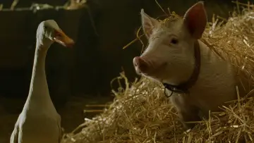 Zasłona do filmu "Babe: Świnka w mieście" #937400