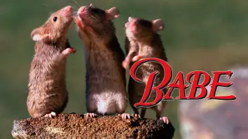 Zasłona do filmu "Babe - świnka z klasą" #115748