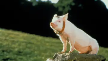 Zasłona do filmu "Babe - świnka z klasą" #1730950
