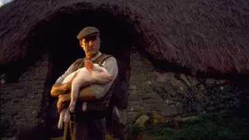 Zasłona do filmu "Babe - świnka z klasą" #1730951