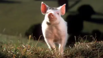 Zasłona do filmu "Babe - świnka z klasą" #298235