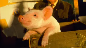 Zasłona do filmu "Babe - świnka z klasą" #298236