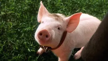 Zasłona do filmu "Babe - świnka z klasą" #298237