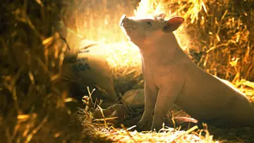 Zasłona do filmu "Babe - świnka z klasą" #298240