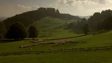 Zasłona do filmu "Babe - świnka z klasą" #719874