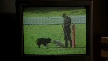 Zasłona do filmu "Babe - świnka z klasą" #719875