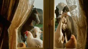 Zasłona do filmu "Babe - świnka z klasą" #719882