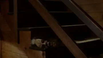 Zasłona do filmu "Piątek trzynastego 2" #1895009