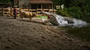 Zasłona do filmu "Aligator" #1896111