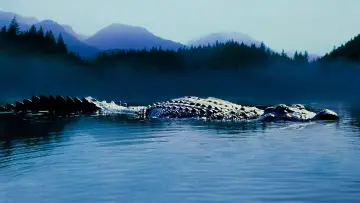 Zasłona do filmu "Aligator" #341529