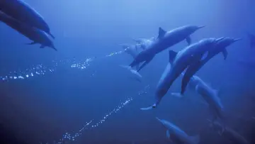 Zasłona do filmu "Deep Blue" #481993