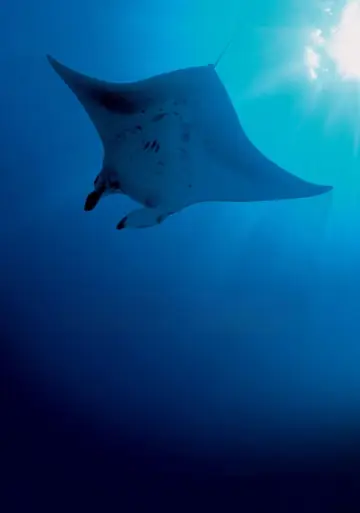 Plakat do filmu "Deep Blue" #724859