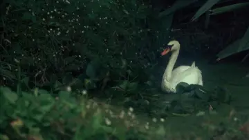 Zasłona do filmu "Piknik pod Wiszącą Skałą" #989825