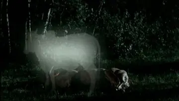 Zasłona do filmu "Choroba tropikalna" #1091496