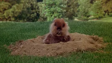 Zasłona do filmu "Golfiarze" #273428